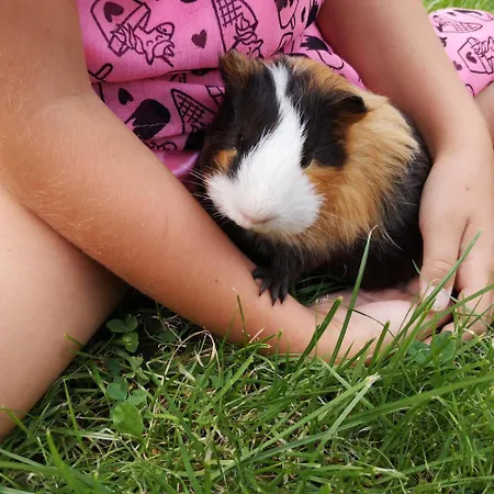 Haus Benedikt 아파트 하일리겐불루트