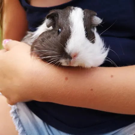 Haus Benedikt 아파트 하일리겐불루트