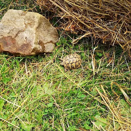 Haus Benedikt * Heiligenblut